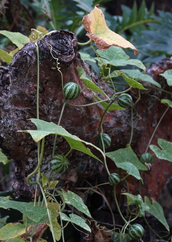 Bryonia verrucosa.jpg