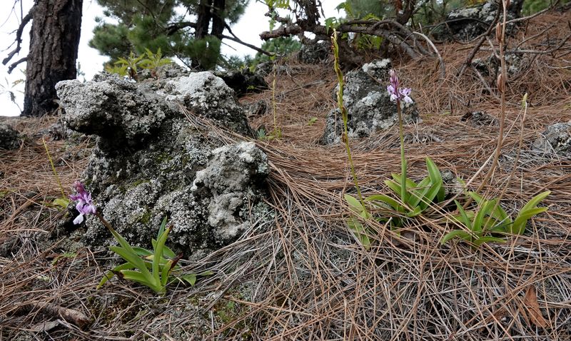 Orchis mascula subsp. lapalmensis and Habenaria.jpg