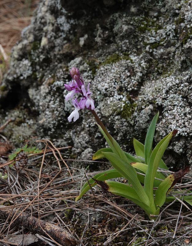 Orchis mascula subsp. lapalmensis.2.jpg