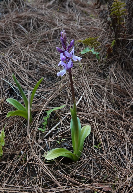 Orchis mascula subsp. lapalmensis.3.jpg