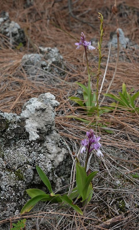 Orchis mascula subsp. lapalmensis.jpg