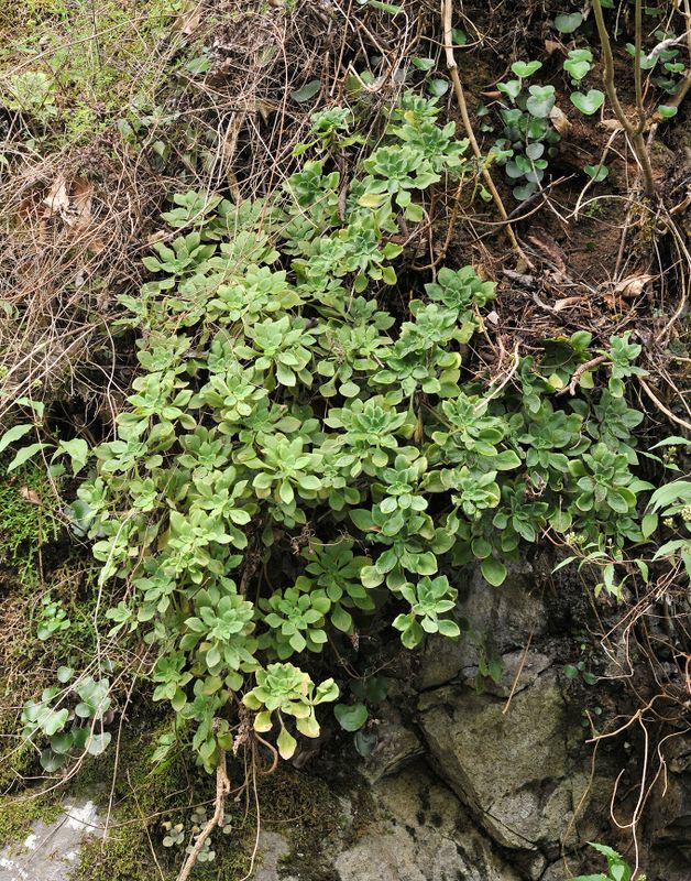 Aeonium goochiae.jpg