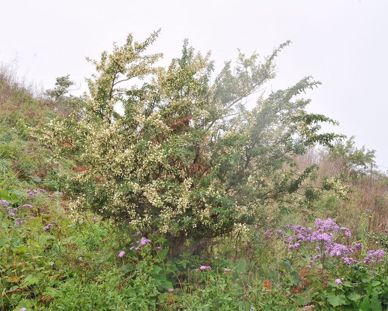 Chamaecytisus proliferus.jpg