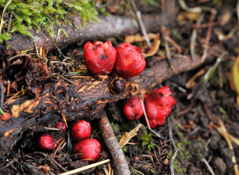 Cytinus hypocistis.jpg