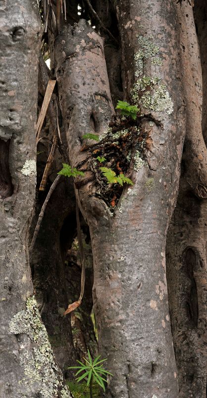Davallia canariensis in Dracaena draco.jpg