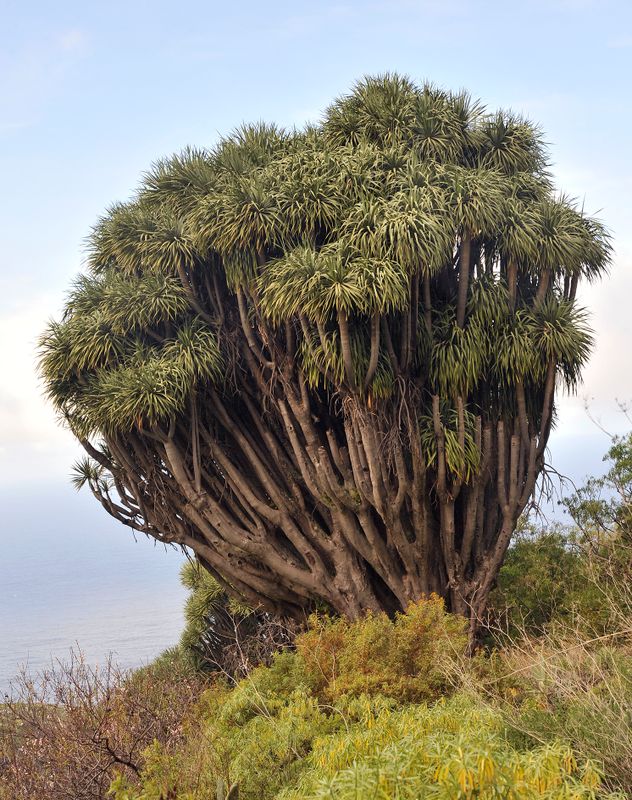 Dracaena draco.6.jpg