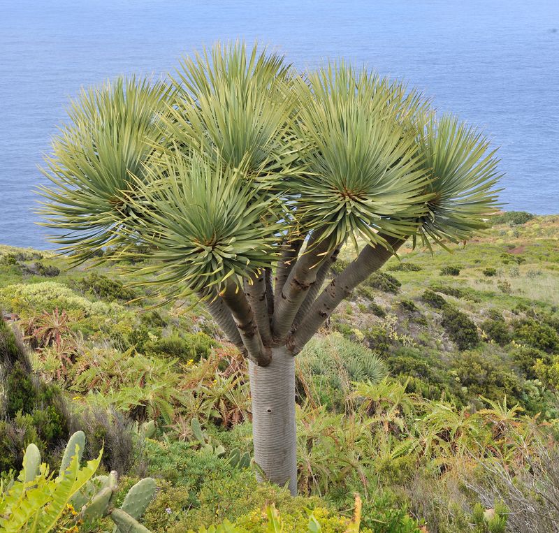 Dracaena draco.jpg