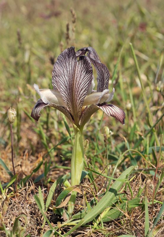 Iris acutiloba