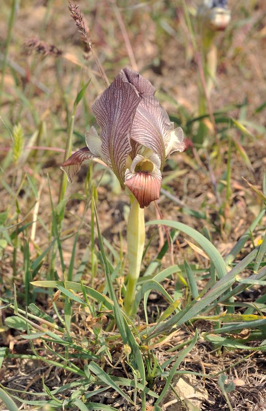 Iris acutiloba