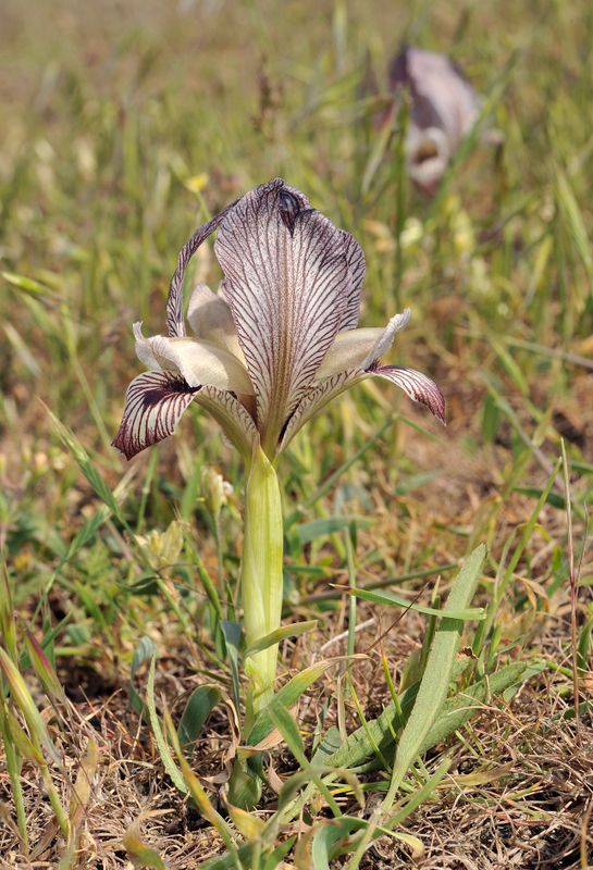 Iris acutiloba