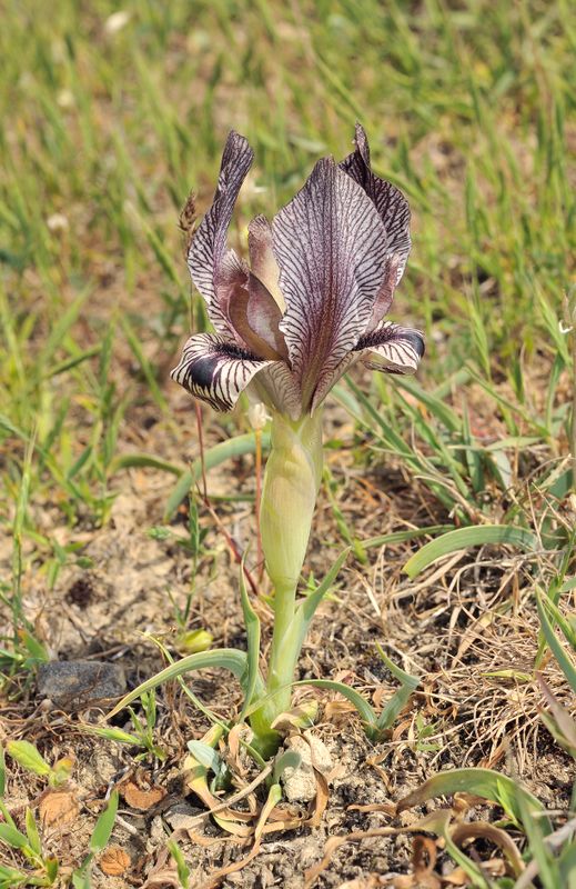 Iris acutiloba