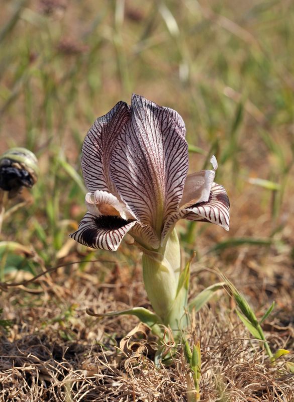 Iris acutiloba