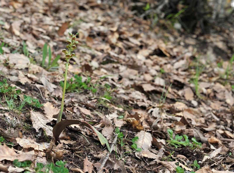 Steveniella satyrioides var. iranica.