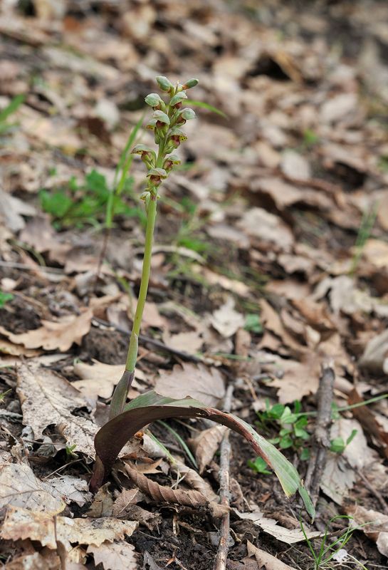 Steveniella satyrioides var. iranica.