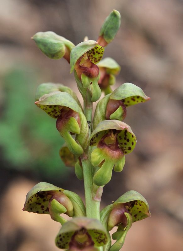 Steveniella satyrioides var. iranica. Close-up.