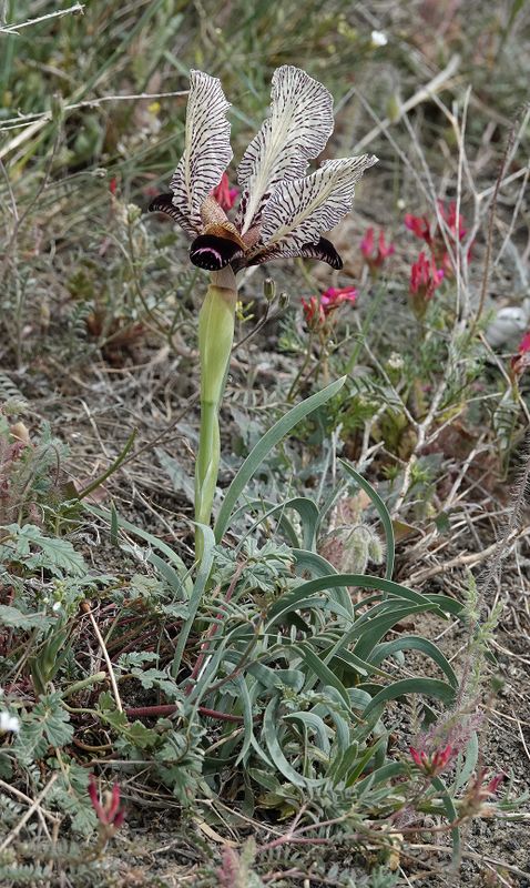 Iris paradoxa f. choschab.2.jpg