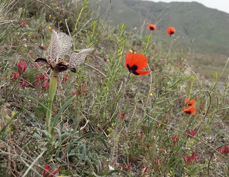 Iris paradoxa f. choschab