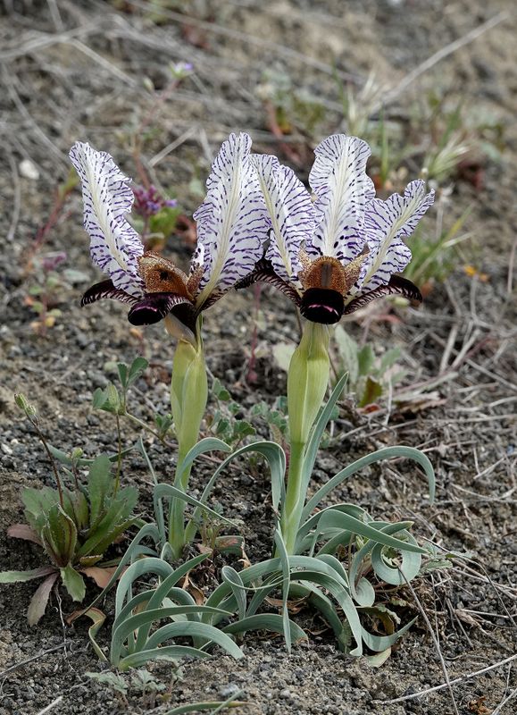 Iris paradoxa f. choschab.jpg