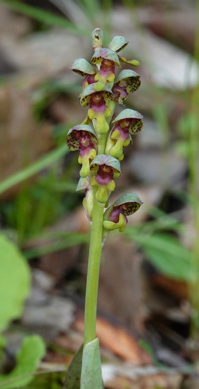 Steveniella satyrioides var. iranica. Closer.