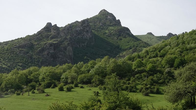 Steveniella satyrioides var. iranica. Habitat.