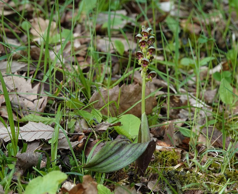Steveniella satyrioides var. iranica