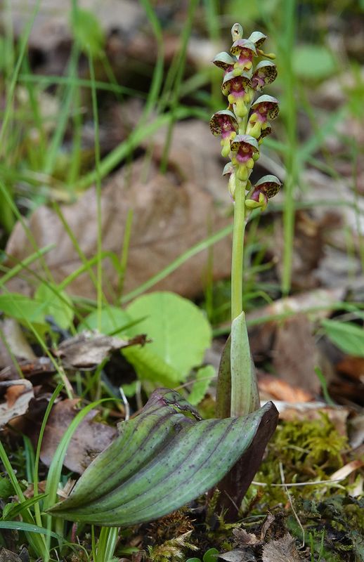 Steveniella satyrioides var. iranica