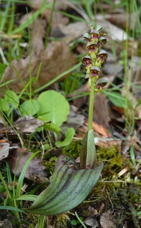Steveniella satyrioides var. iranica