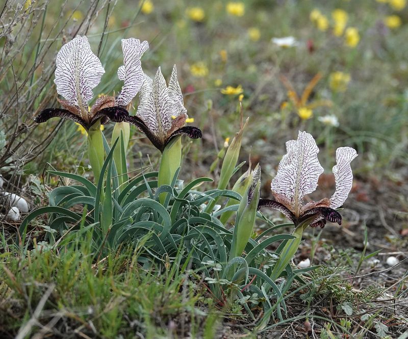 Iris paradoxa f. choschab.3.jpg
