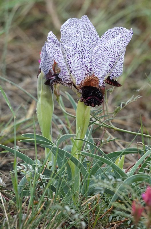 Iris paradoxa f. choschab