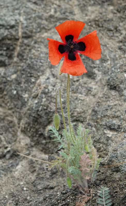 Papaver arenarium.jpg