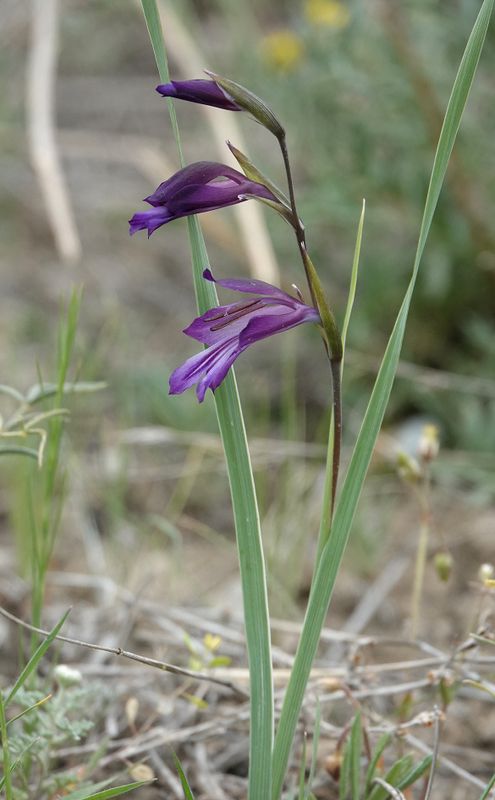 Gladiolus atroviolaceus. Closer.5.jpg