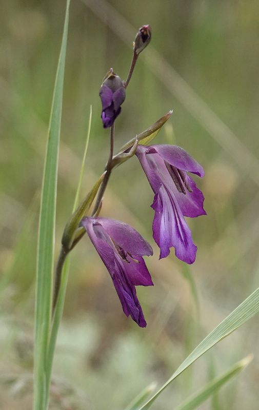 Gladiolus atroviolaceus. Closer.6.jpg