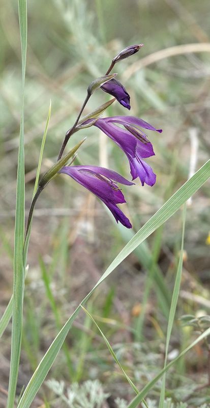 Gladiolus atroviolaceus. Closer.7.jpg
