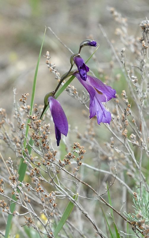 Gladiolus atroviolaceus. Closer.jpg
