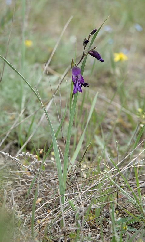 Gladiolus atroviolaceus.2.jpg