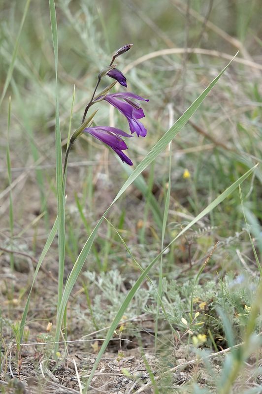 Gladiolus atroviolaceus.5.jpg