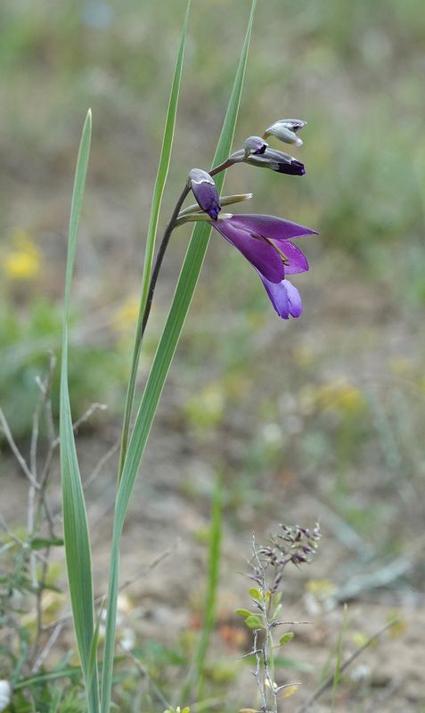 Gladiolus atroviolaceus.jpg