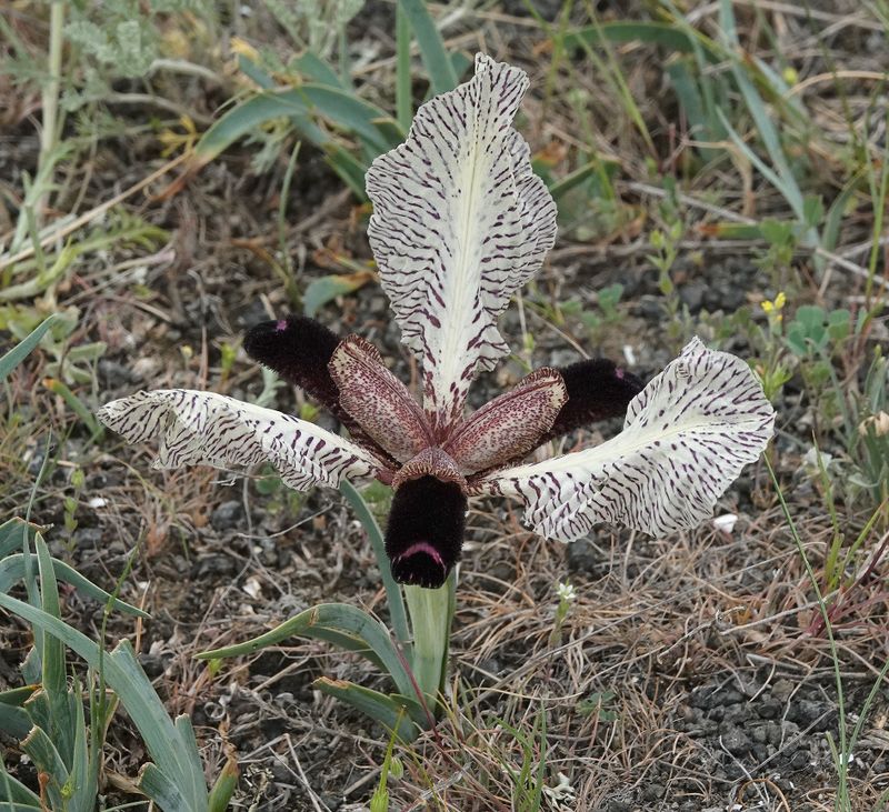 Iris paradoxa f. choschab. Close-up. From above.jpg