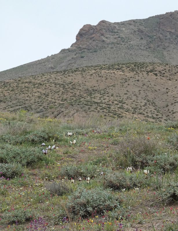 Iris paradoxa f. choschab. In habitat.4.jpg