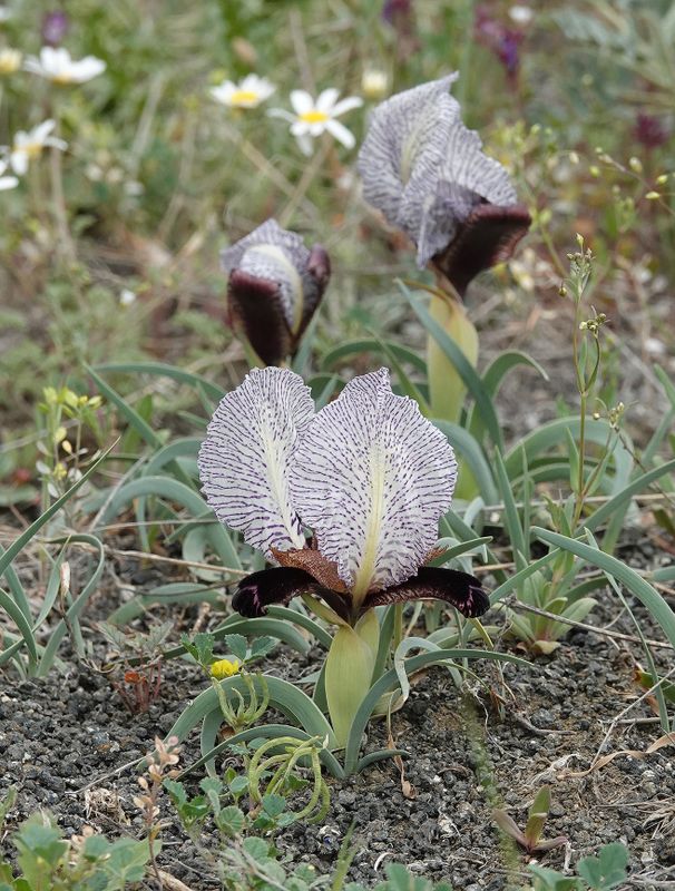 Iris paradoxa f. choschab