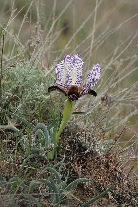 Iris paradoxa f. choschab.11.jpg