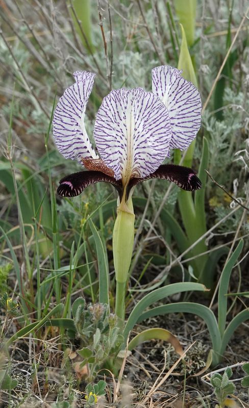 Iris paradoxa f. choschab