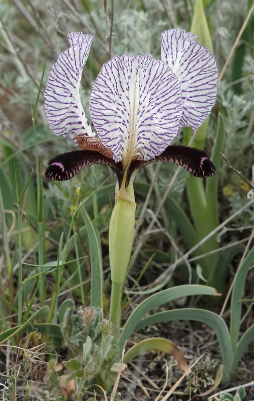 Iris paradoxa f. choschab