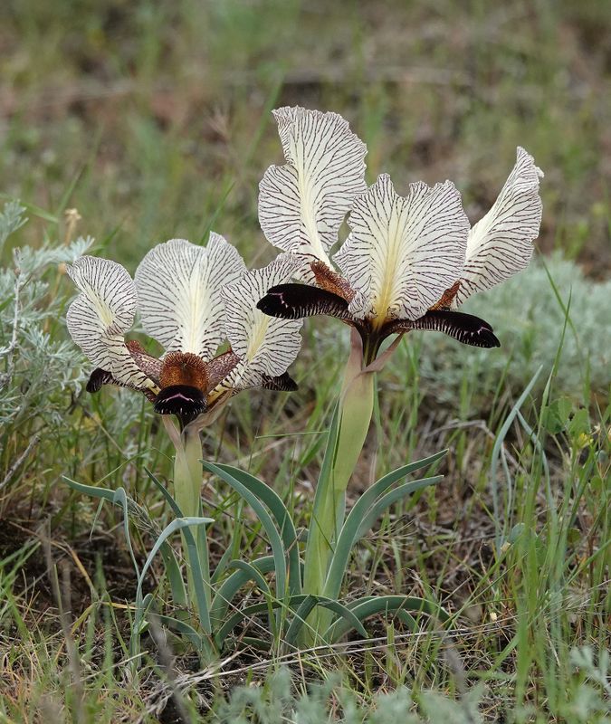 Iris paradoxa f. choschab
