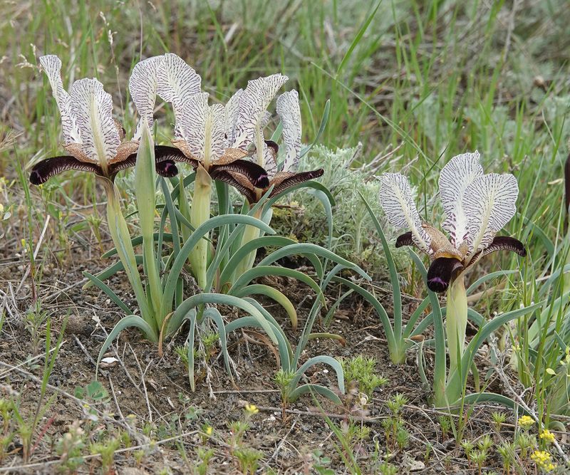Iris paradoxa f. choschab.23.jpg