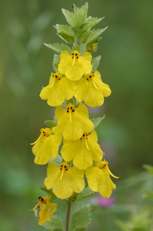 Rhynchocorys elephas. Closer.5.jpg