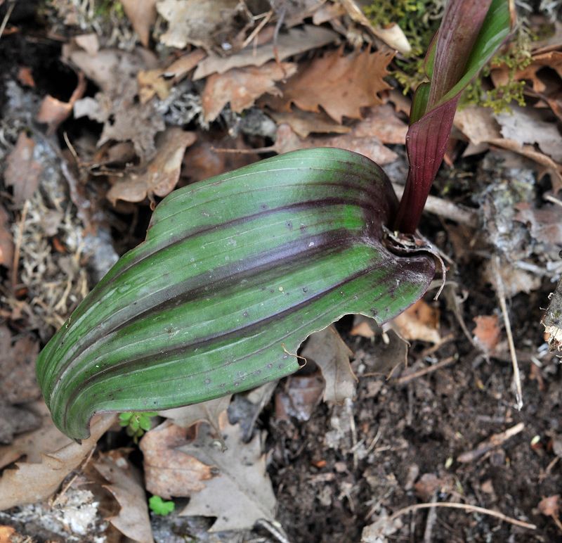 Steveniella satyrioides var. iranica. Leaf.