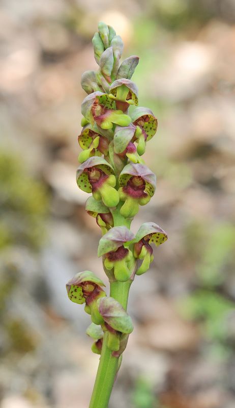 Steveniella satyrioides var. iranica. Closer.