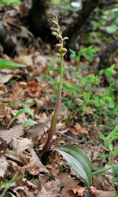 Steveniella satyrioides var. iranica