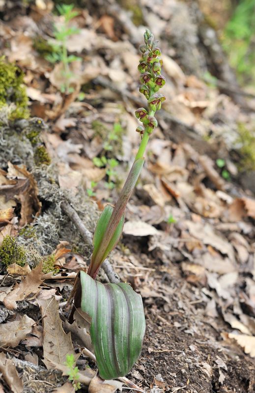 Steveniella satyrioides var. iranica